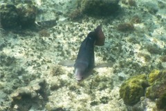 Parrotfish - Queen Parrotfish - Scarus vetula