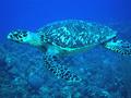 Turtle - Green Sea Turtle - Chelonia mydas