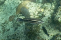 Parrotfish - Queen Parrotfish - Scarus vetula