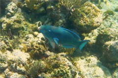 Parrotfish - Queen Parrotfish - Scarus vetula