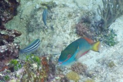 Parrotfish - Redband Parrotfish - Sparisoma aurofrenatum