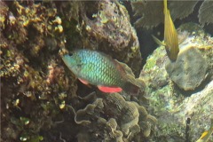 Parrotfish - Redband Parrotfish - Sparisoma aurofrenatum