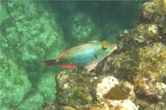 Parrotfish - Redband Parrotfish - Sparisoma aurofrenatum