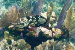 Parrotfish - Stoplight Parrotfish - Sparisoma viride