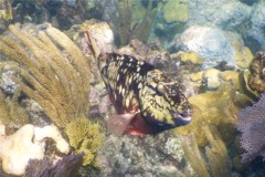 Parrotfish - Stoplight Parrotfish - Sparisoma viride