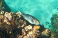 Parrotfish - Yellowtail Parrotfish - Sparisoma rubripinne