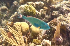 Parrotfish - Redtail Parrotfish - Sparisoma chrysopterum