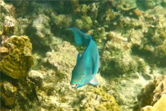 Parrotfish - Queen Parrotfish - Scarus vetula