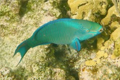 Parrotfish - Queen Parrotfish - Scarus vetula