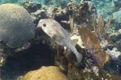 Porcupinefish - Porcupinefish - Diodon hystrix