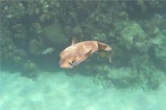 Porcupinefish - Porcupinefish - Diodon hystrix