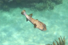 Porcupinefish - Porcupinefish - Diodon hystrix