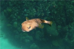 Porcupinefish - Porcupinefish - Diodon hystrix