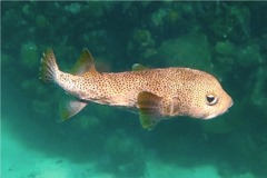 Porcupinefish - Porcupinefish - Diodon hystrix