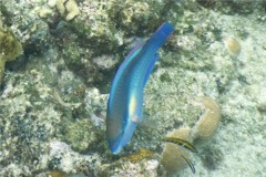 Parrotfish - Princess Parrotfish - Scarus taeniopterus