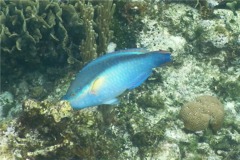 Parrotfish - Princess Parrotfish - Scarus taeniopterus