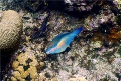 Parrotfish - Princess Parrotfish - Scarus taeniopterus