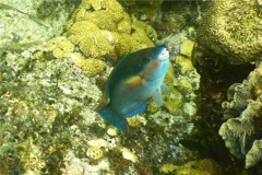 Parrotfish - Princess Parrotfish - Scarus taeniopterus