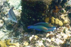 Parrotfish - Princess Parrotfish - Scarus taeniopterus