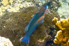 Parrotfish - Princess Parrotfish - Scarus taeniopterus