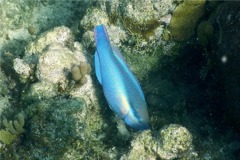 Parrotfish - Princess Parrotfish - Scarus taeniopterus