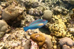 Parrotfish - Princess Parrotfish - Scarus taeniopterus