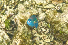 Parrotfish - Princess Parrotfish - Scarus taeniopterus