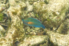 Parrotfish - Princess Parrotfish - Scarus taeniopterus