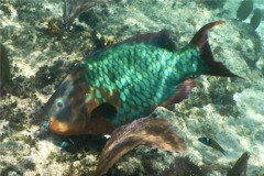 Parrotfish - Rainbow Parrotfish - Scarus guacamaia