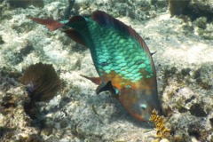 Parrotfish - Rainbow Parrotfish - Scarus guacamaia