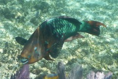 Parrotfish - Rainbow Parrotfish - Scarus guacamaia