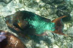 Parrotfish - Rainbow Parrotfish - Scarus guacamaia