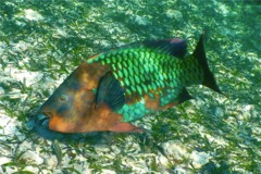 Parrotfish - Rainbow Parrotfish - Scarus guacamaia