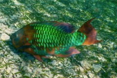 Parrotfish - Rainbow Parrotfish - Scarus guacamaia