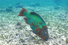 Parrotfish - Rainbow Parrotfish - Scarus guacamaia