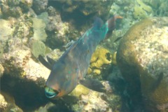 Parrotfish - Rainbow Parrotfish - Scarus guacamaia