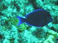 Surgeonfish - Blue Tang - Acanthurus coeruleus