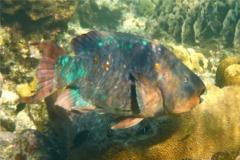 Parrotfish - Rainbow Parrotfish - Scarus guacamaia