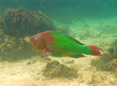 Parrotfish - Rainbow Parrotfish - Scarus guacamaia