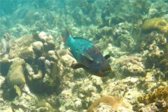 Parrotfish - Rainbow Parrotfish - Scarus guacamaia