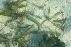 Razorfish - Green Razorfish - Xyrichtys splendens