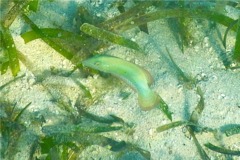 Razorfish - Green Razorfish - Xyrichtys splendens