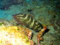 Groupers - Nassau Grouper - Epinephelus striatus