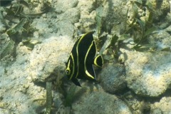 Angelfish - French Angelfish - Pomacanthus paru