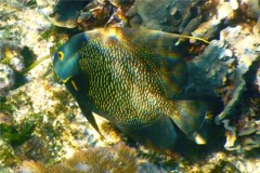 Angelfish - French Angelfish - Pomacanthus paru