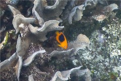 Angelfish - Rock Beauty - Holacanthus tricolor