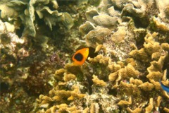 Angelfish - Rock Beauty - Holacanthus tricolor