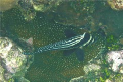 Drums - Spotted Drum - Equetus punctatus