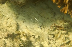 Drums - Spotted Drum - Equetus punctatus