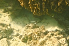 Drums - Spotted Drum - Equetus punctatus